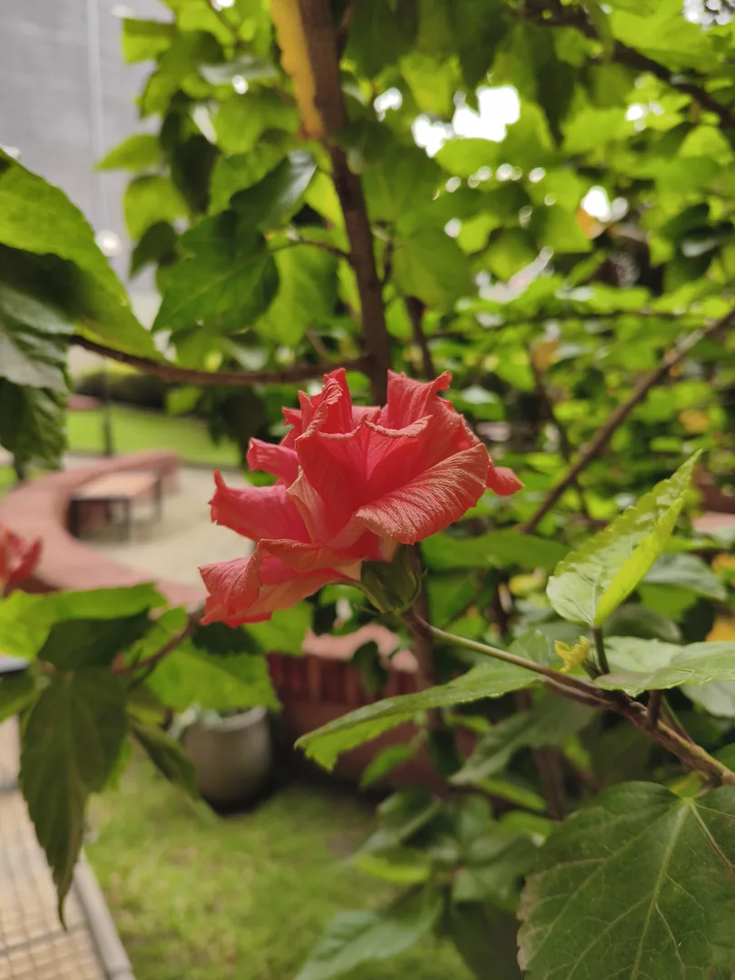 Flor roja fotografiada con la cámara principal 1x del POCO X8 Pro