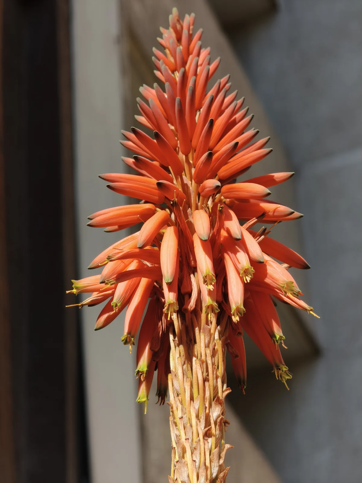 Detalle de una flor naranja fotografiado con el teleobjetivo del Xiaomi 17T