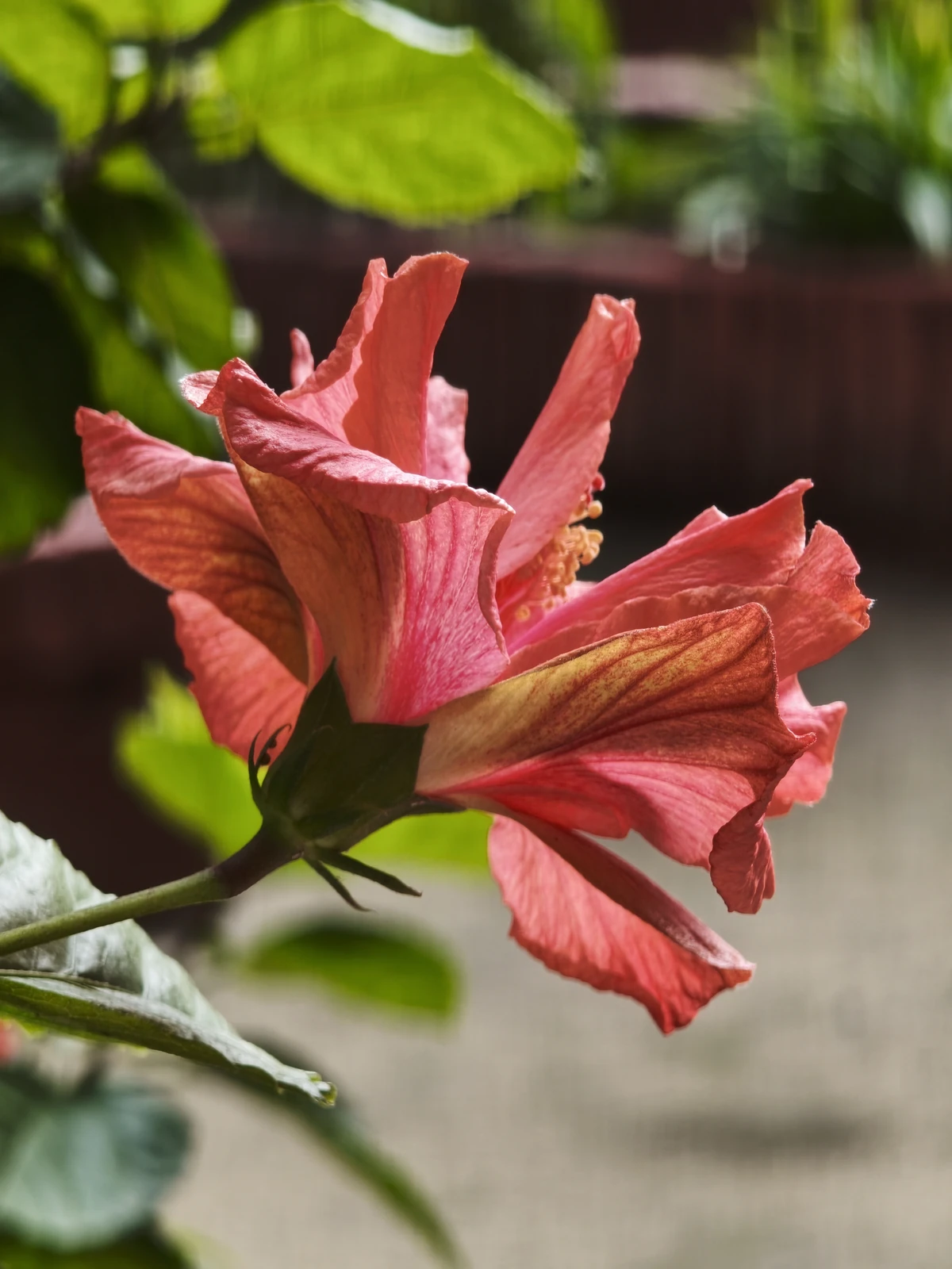 Detalle de una flor roja fotografiada con el teleobjetivo del Xiaomi 17T Pro.